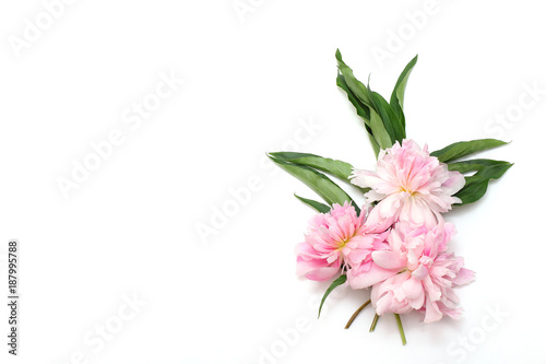 Minimal concept. Beautiful peony flower and green leaves on a white background. Creative layout