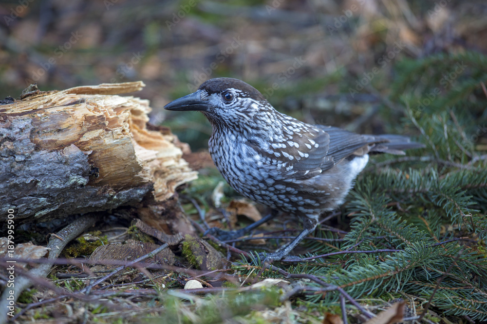 Obraz premium Tannenhäher - Häher - Nucifraga caryocatactes - Rabenvogel