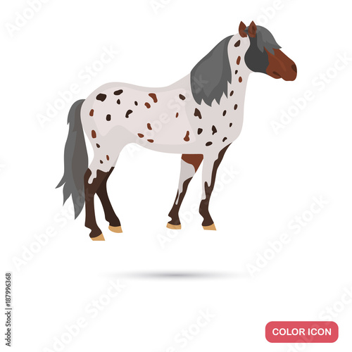 Appaloosa horse color flat icon