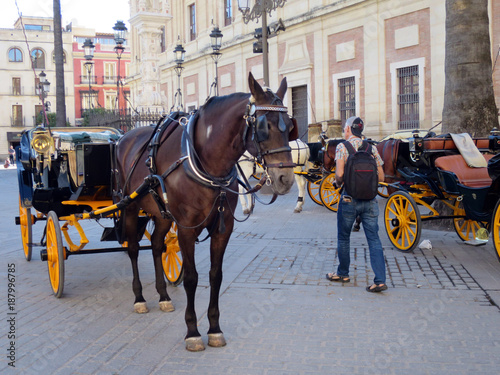 wartende Pferdekutsche auf der Plaza del Triunfo