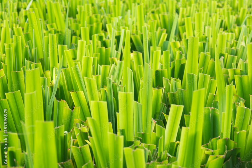 Green leaf background abstract Green leaf background abstract