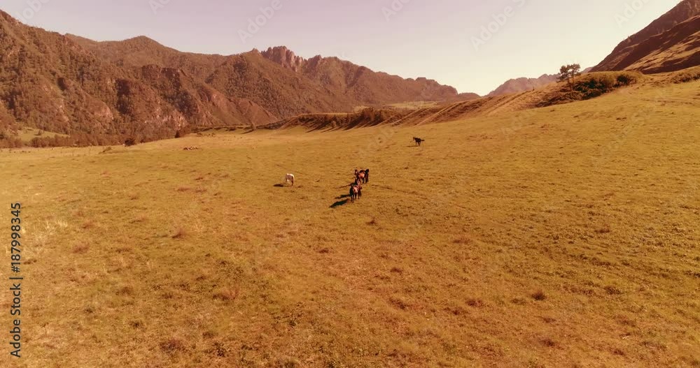 Aerial UHD 4K mid-air flight over wild horses herd on meadow. Fly over spring mountains wild nature. Beautiful animals at summer rural green grass farm. Freedom ecology concept. Aerial UHD 4K mid-air flight over wild horses herd on meadow. Fly over spring mountains wild nature. Beautiful animals at summer rural green grass farm. Freedom ecology concept.