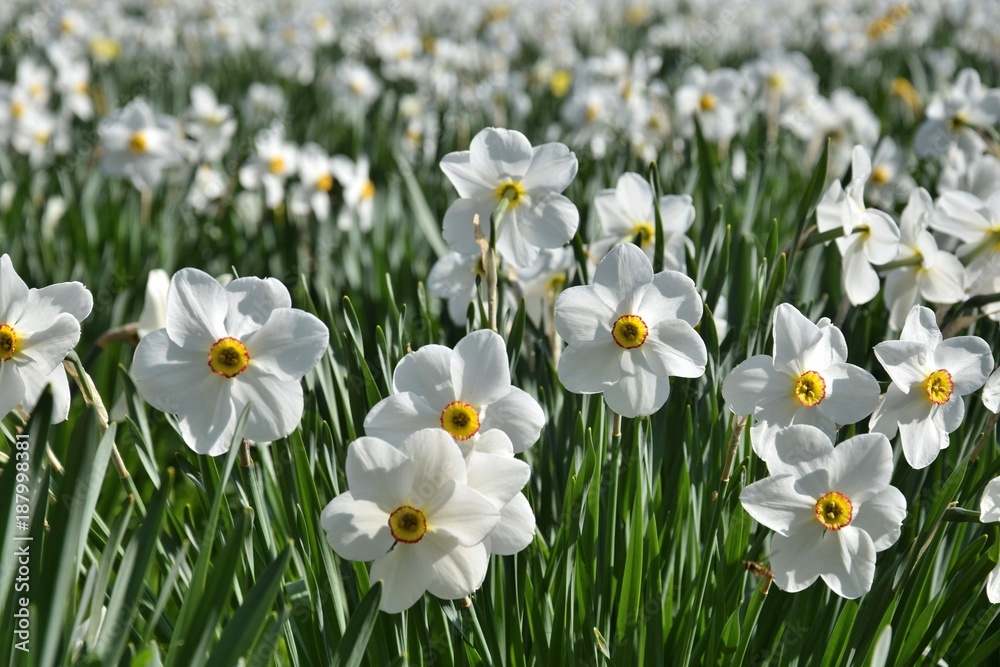 Weiße Narzissen