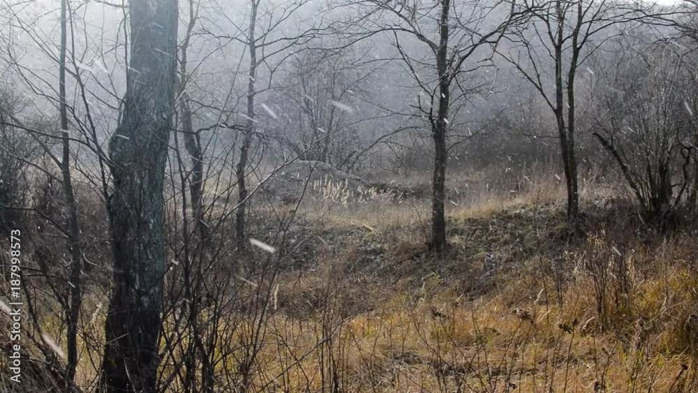 Heavy snow is falling down near to the dark winter forest Heavy snow is falling down near to the dark winter forest