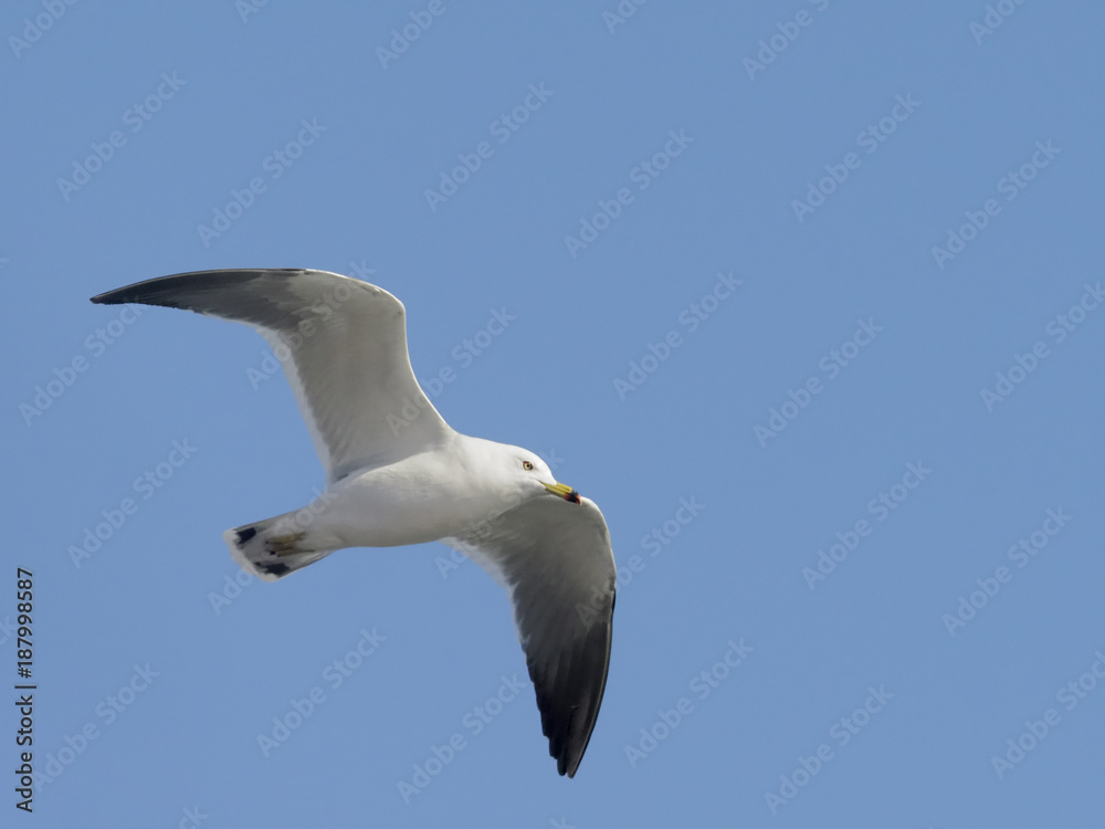 Black-tailed gull, Larus crassirostris Black-tailed gull, Larus crassirostris