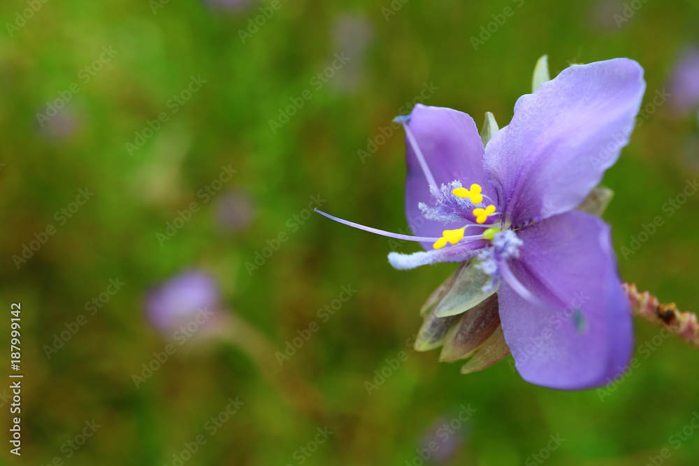 Closed up a Gorgeous Pastel Purple Murdannia Flower in the Green Field Closed up a Gorgeous Pastel Purple Murdannia Flower in the Green Field