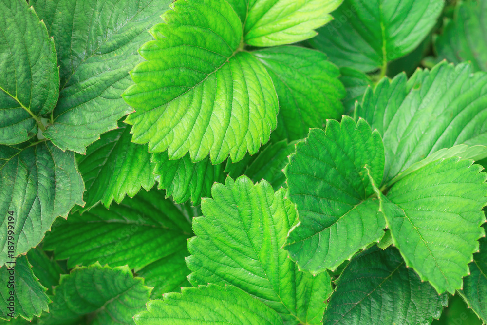Green leaves of strawberry. Spring texture Green leaves of strawberry. Spring texture