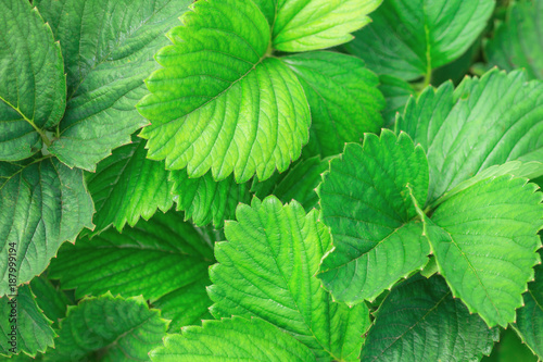 Green leaves of strawberry. Spring texture