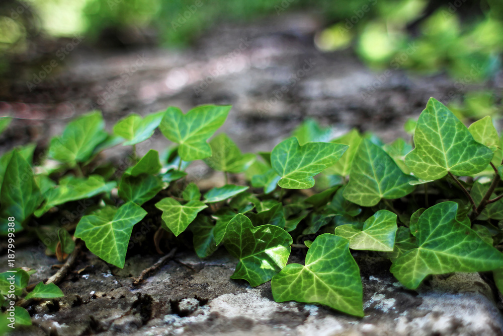Old stone wall with beautiful green ivy creeping Old stone wall with beautiful green ivy creeping