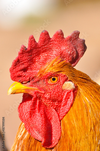 Rooster head. Close up photo of big cock outside