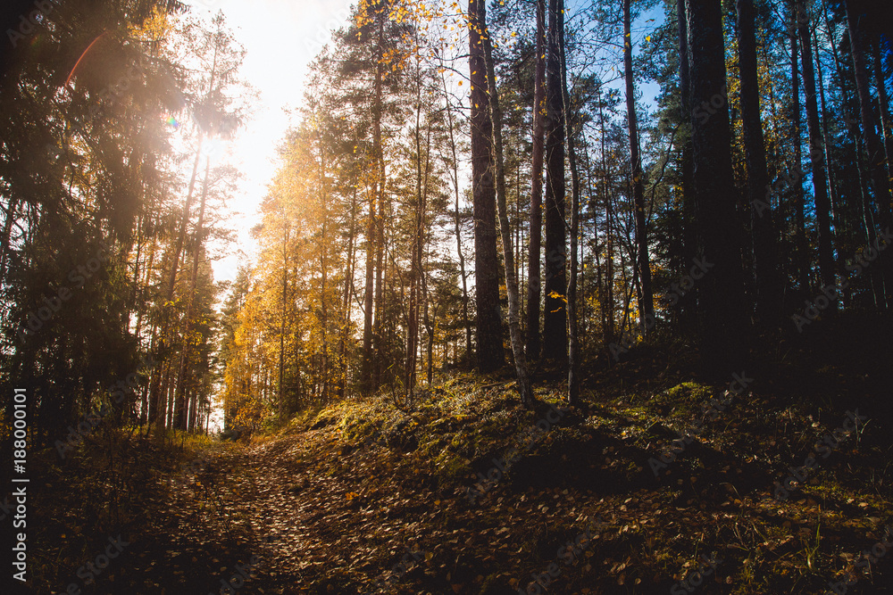 Autumn hill top landscape against the sun.