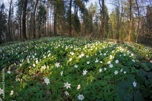Fototapeta Naklejka Na Ścianę i Meble -  Anemone nemorosa flower in the forest in the sunny day. Wood anemone (windflower, thimbleweed) blossoms in a forest glade.
