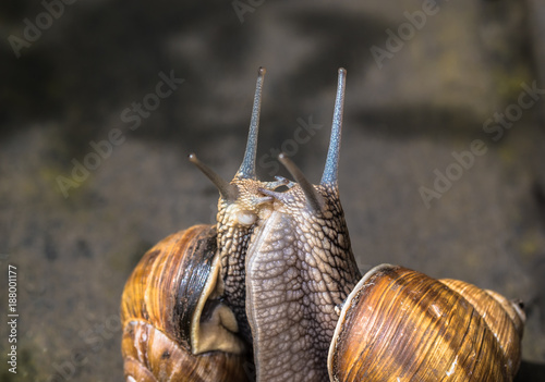 Schneckenhochzeit im Garten