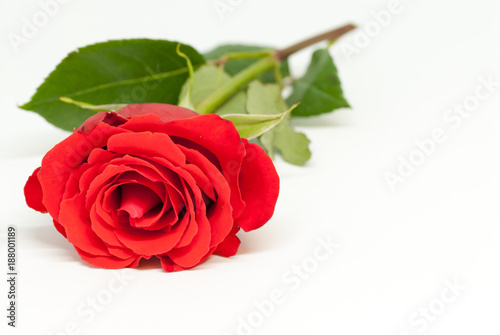 beautiful red rose on white background with copy space love romance valentine s day concept
