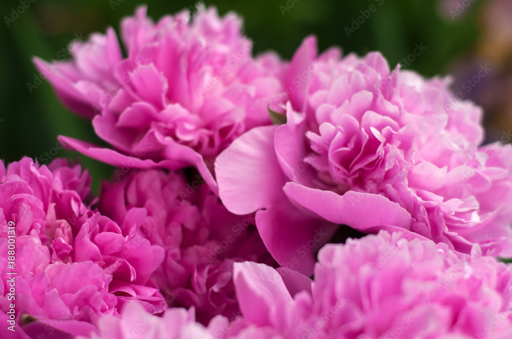 Group of fresh pink peonies in the garden in the summer. Closeup of beautiful purple Peony flower.