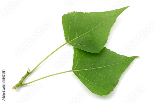 Fotografie fresh poplar leaves