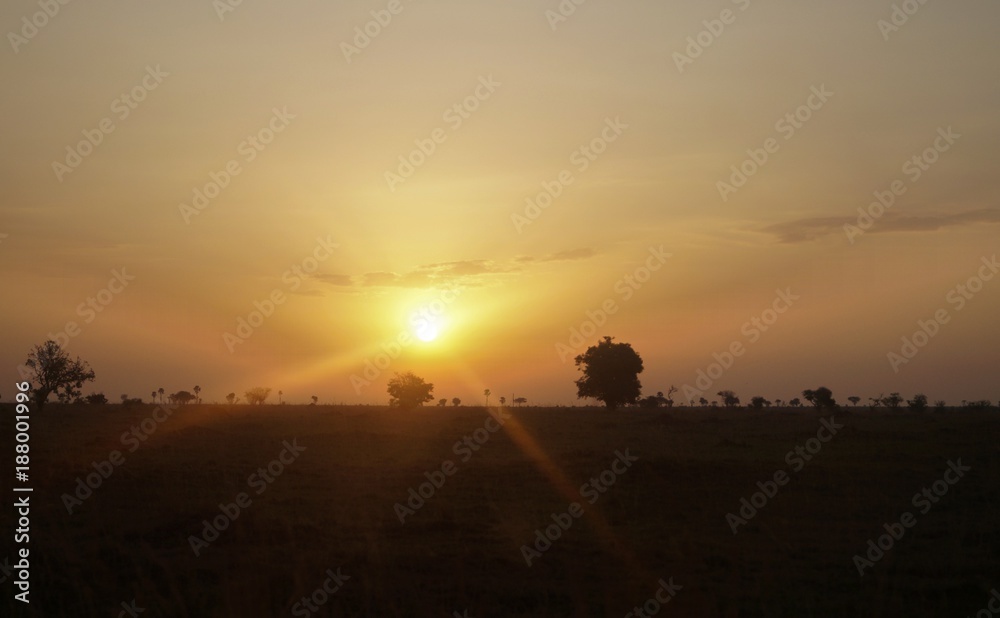 Fototapeta premium Savannah in Africa 1