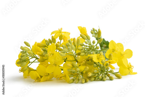 Foto colza (Brassica napus )