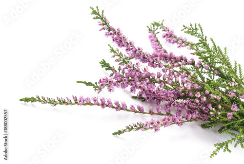 Purple heather flowers
