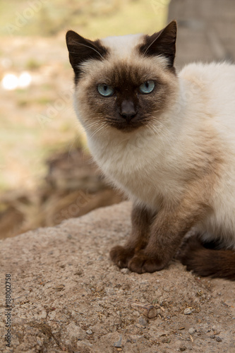 Braune wilde Katze bei Wanderung auf La Gomera