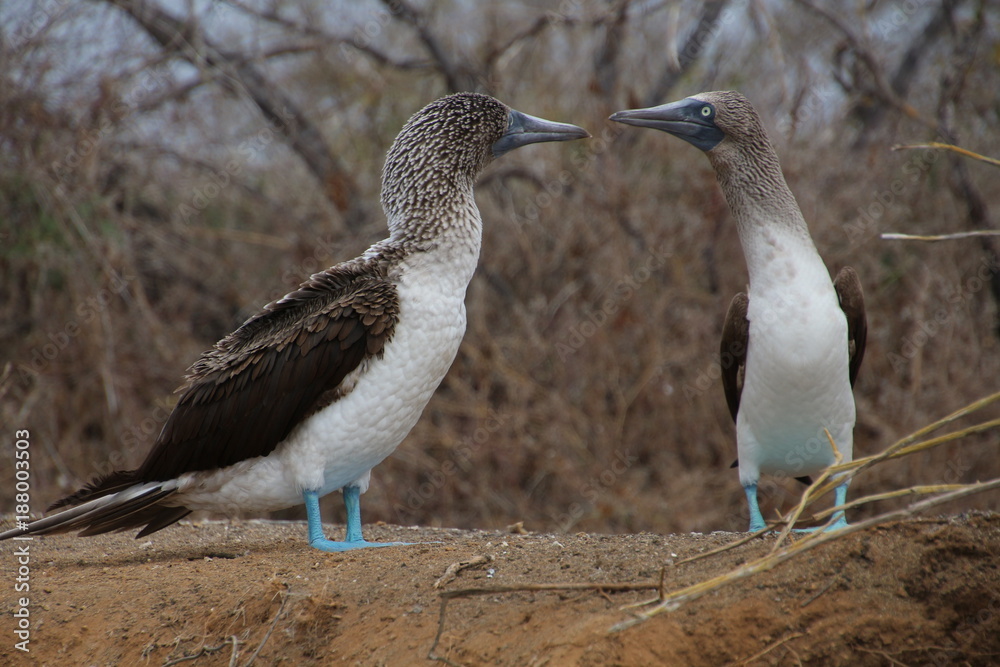 Blaufußtölpel- Galapagos