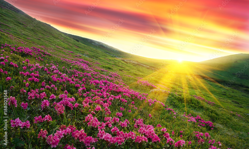 Obraz premium Amazing colorful sundown in mountains with majestic sunlight and pink rhododendron flowers on foreground. Dramatic colorful scene in mountains. Golden sunbeams and clouds under the mountains