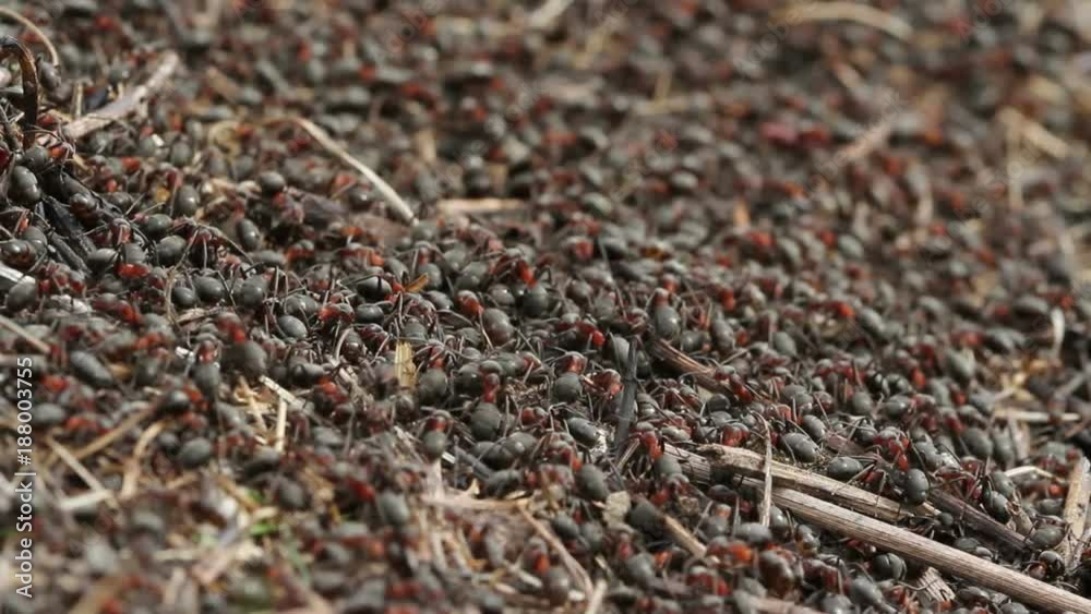 Red wood ants moving on the nest. Anthill with red wood ants in spring close up Red wood ants moving on the nest. Anthill with red wood ants in spring close up