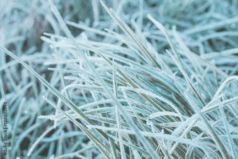 Cyan blue frozen grass background, cold breath of winter morning Cyan blue frozen grass background, cold breath of winter morning