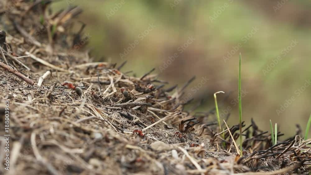 Red wood ants moving on the nest. Anthill with red wood ants in spring close up Red wood ants moving on the nest. Anthill with red wood ants in spring close up
