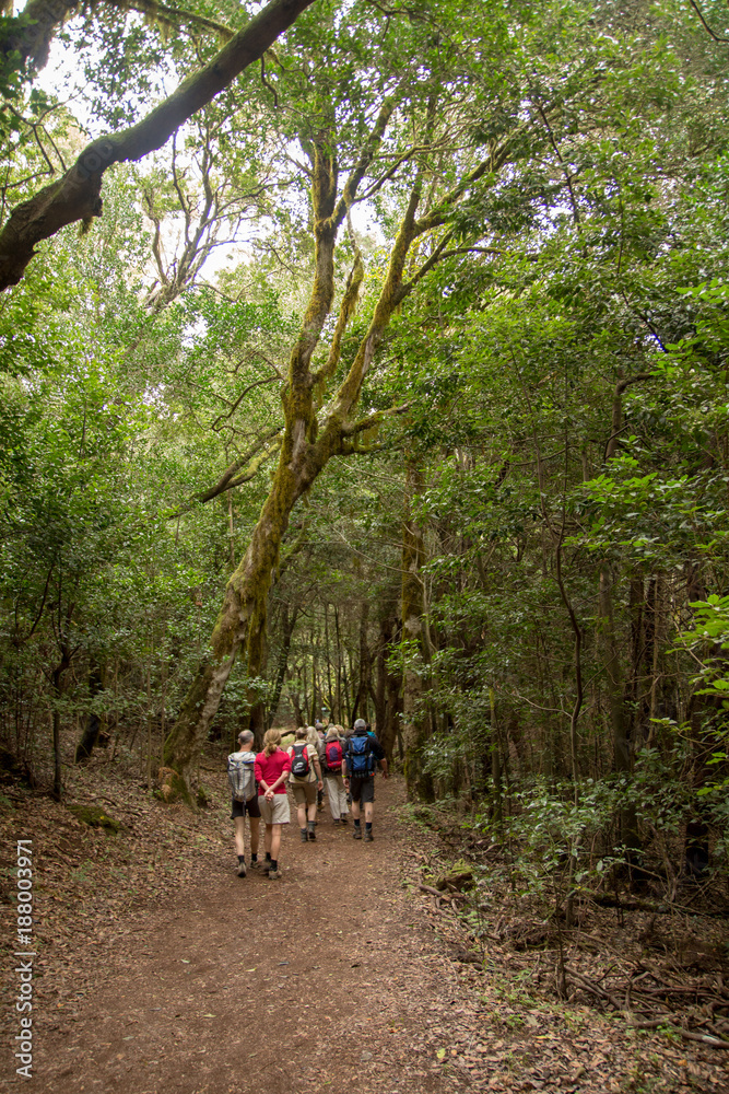 Fototapeta premium Wanderer im Lorbeerwald auf la Gomera