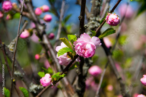 Branch of Prunus triloba (Louiseania ulmifolia) blossoms. Twig of almond trilobate with beautiful pink flowers closeup photo