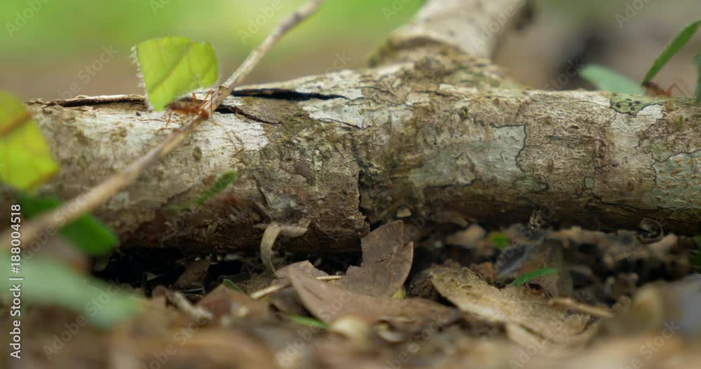 Leafcutter Ants, Costa Rica Leafcutter Ants, Costa Rica