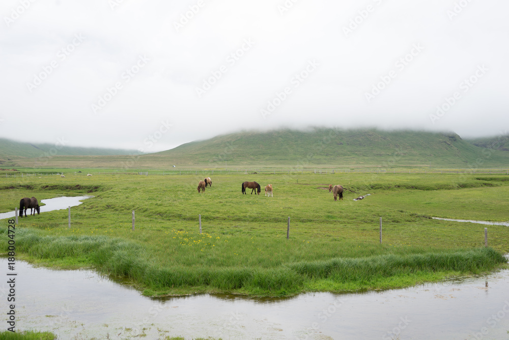 Landschaft mit Islandpferden in den Westfjorden, Island 