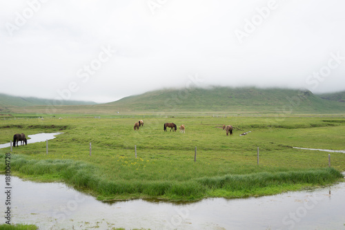 Landschaft mit Islandpferden in den Westfjorden, Island 