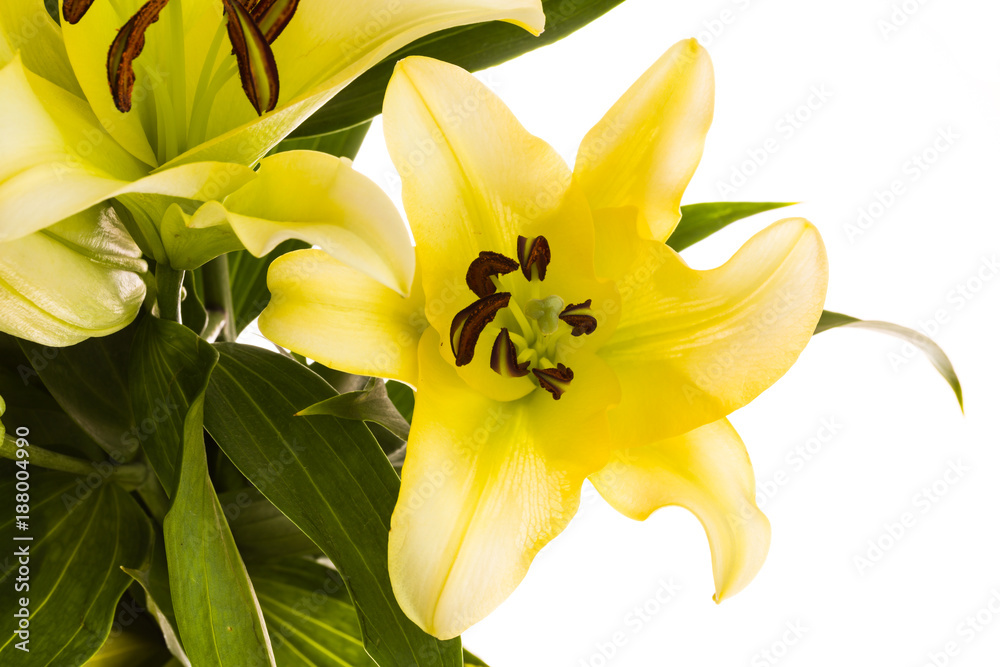 Obraz premium Oriental Lily Flower