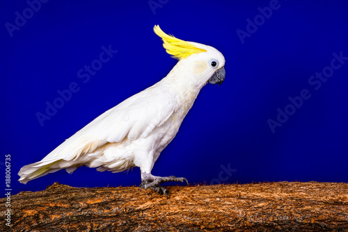 A very beautiful white cockatoo parrot sitting on the tree on the blue background.