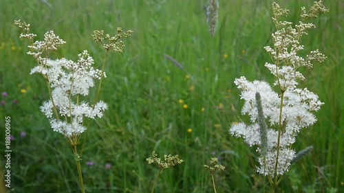 Meadowsweet Filipendula ulmaria blooming with creamy-white flowers in damp meadow. Hemp-agrimony Eupatorium in background. photo