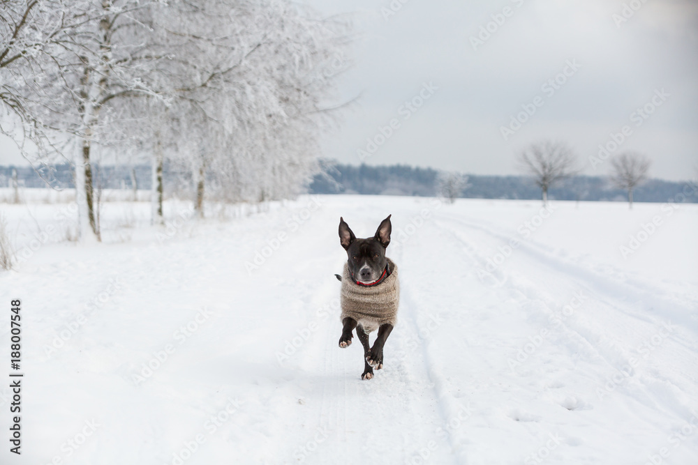 Hund mit Pullover rennt auf einem verschneiten Weg in schöner Winterlandschaft Hund mit Pullover rennt auf einem verschneiten Weg in schöner Winterlandschaft
