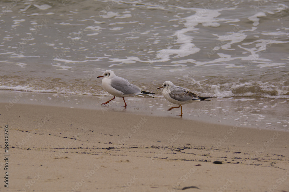 seagulls running along the water edge seagulls running along the water edge