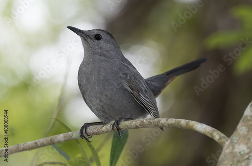 Moqueur polyglotte,.Mimus polyglottos, Northern Mockingbird photo