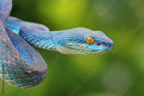 Viper snakes