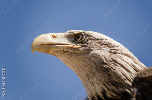 American eagle face expression. Close up bottom view