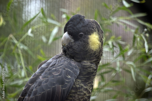 yellow tailed black cocatoo photo