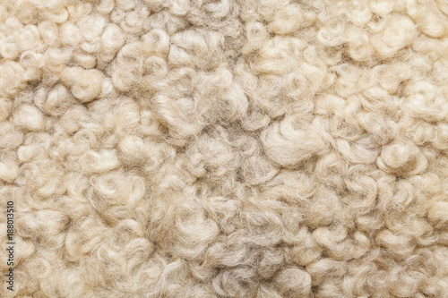 Sheep fur. Wool texture. Closeup background photo