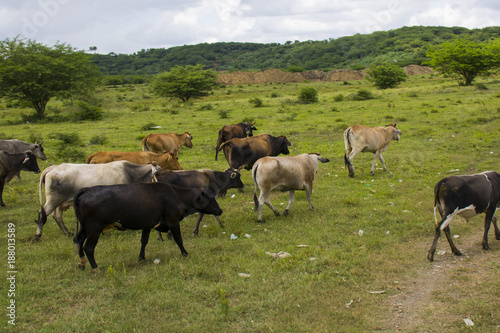 Fototapeta Naklejka Na Ścianę i Meble -  several cows on the hill