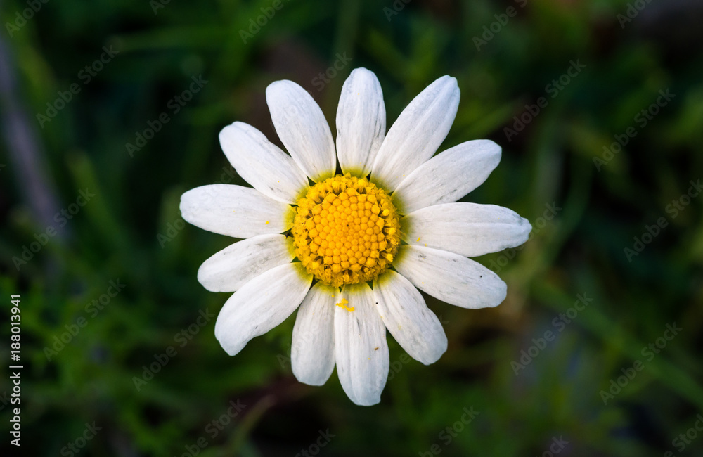 Flor Flor