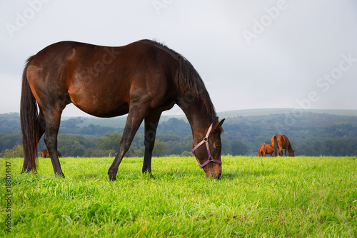 Brown horse grazing on pasture, herd of horses in the distance. 