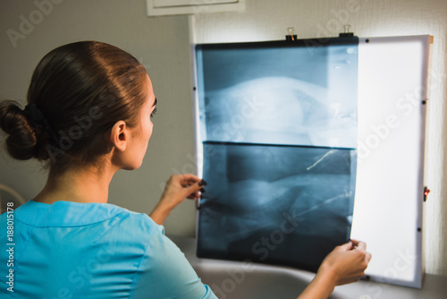 Back View of Vet Examining X-ray