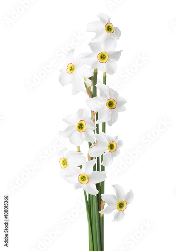 Fototapeta Naklejka Na Ścianę i Meble -  Bunch of white narcissus (Narcissus poeticus) isolated on white.