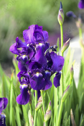 Fototapeta Naklejka Na Ścianę i Meble -  Purple iris flowers